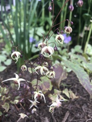 Epimedium × versicolor