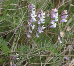 Vicia villosa pseudocracca