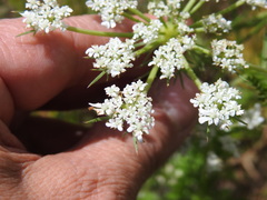 Daucus muricatus