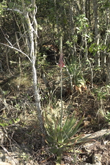 Aloe pretoriensis