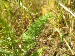 Daucus muricatus