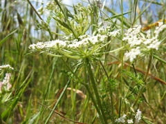 Daucus muricatus