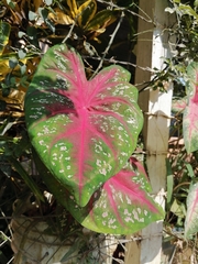 Caladium
