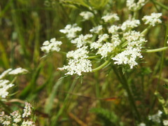 Daucus muricatus
