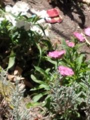 Magnoliopsida