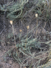 Tulipa patens