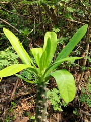 Euphorbia neriifolia