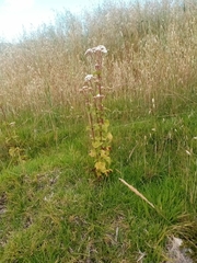 Asteraceae