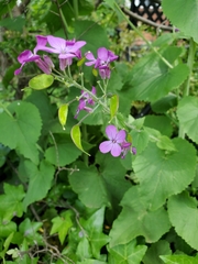 Lunaria