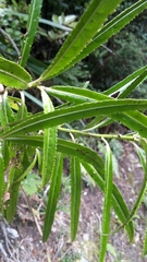 Melicytus lanceolatus