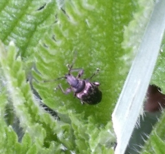 Phyllobius pyri