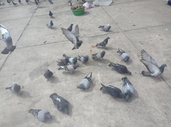 Columba livia