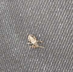 Phyllobius pyri
