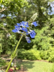 Salvia uliginosa