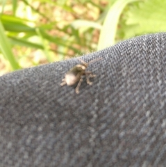 Phyllobius pyri