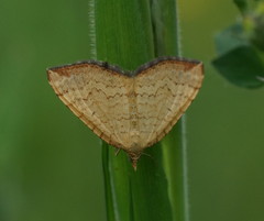 Chrysolarentia insulsata
