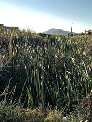 Typha capensis