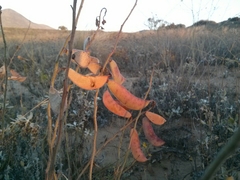 Erythrostemon angulatus