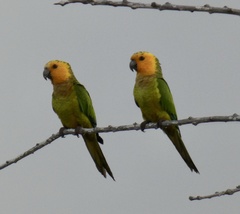 Eupsittula pertinax xanthogenia