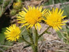 Berkheya radula