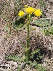 Berkheya radula