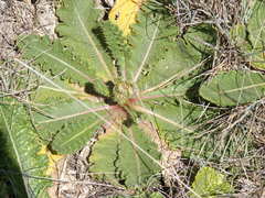 Berkheya radula