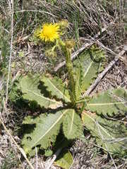 Berkheya radula