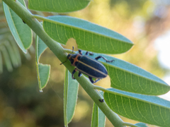 Eudiagogus episcopalis
