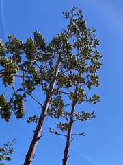 Agave americana expansa