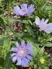 Stokesia