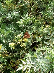 Abisara echerius