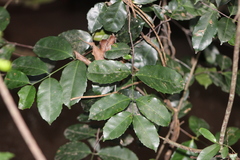 Elaeodendron croceum