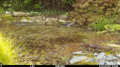 Prunella modularis occidentalis