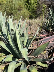 Agave americana expansa