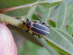Eudiagogus episcopalis