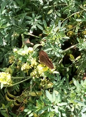 Abisara echerius