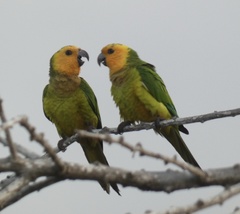 Eupsittula pertinax xanthogenia