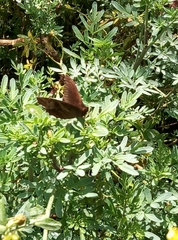 Abisara echerius