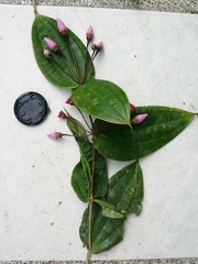 Blakea sessilifolia