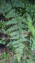 Hypolepis rufobarbata