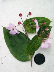 Blakea sessilifolia