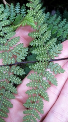 Hypolepis rufobarbata