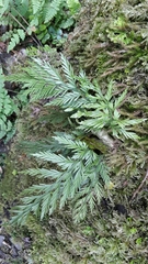 Asplenium appendiculatum