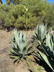 Agave americana expansa