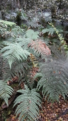 Dicksonia lanata