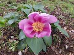 Paeonia coriacea