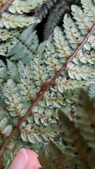 Dicksonia lanata