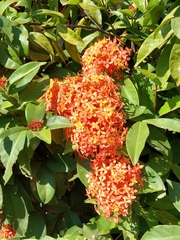 Ixora