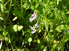 Vicia parviflora