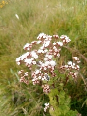 Asteraceae